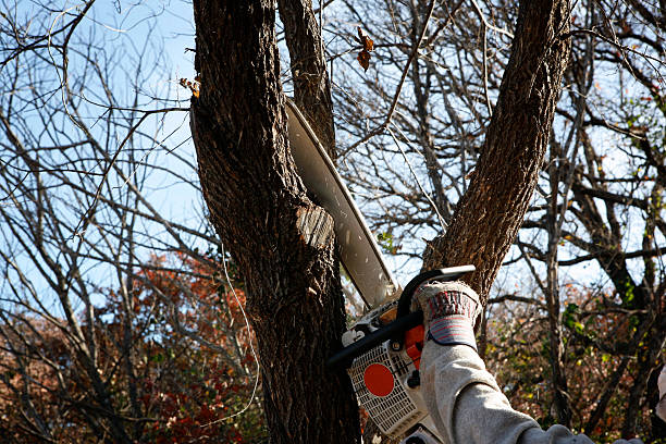 Best Palm Tree Trimming  in Eunice, NM